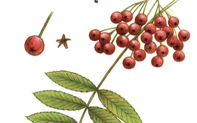 Botanical cards